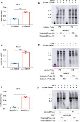 Refined expression quantitative trait locus analysis on adenocarcinoma at the gastroesophageal junction reveals susceptibility and prognostic markers